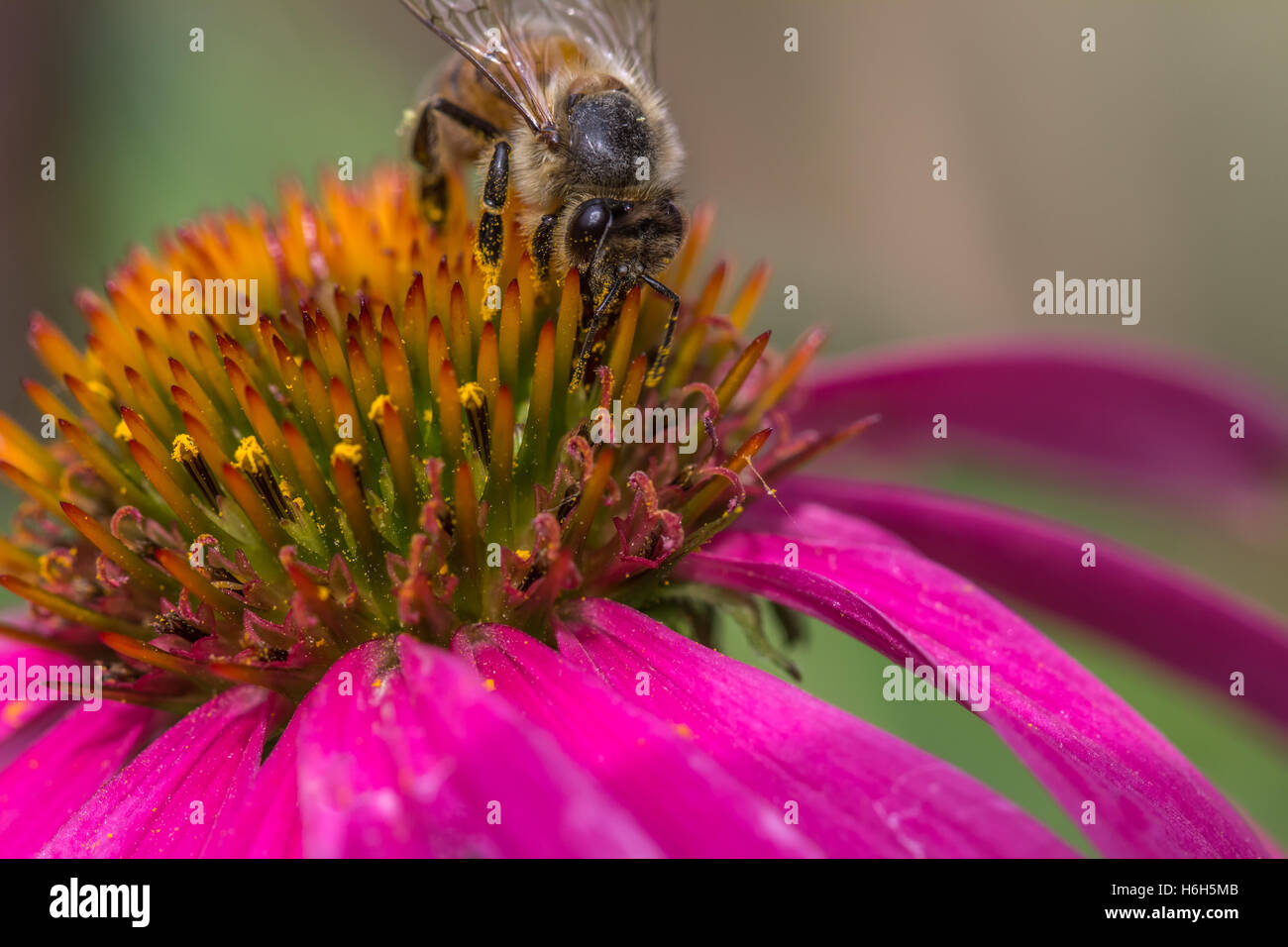 Bee on a Cone Flower Stock Photo Alamy