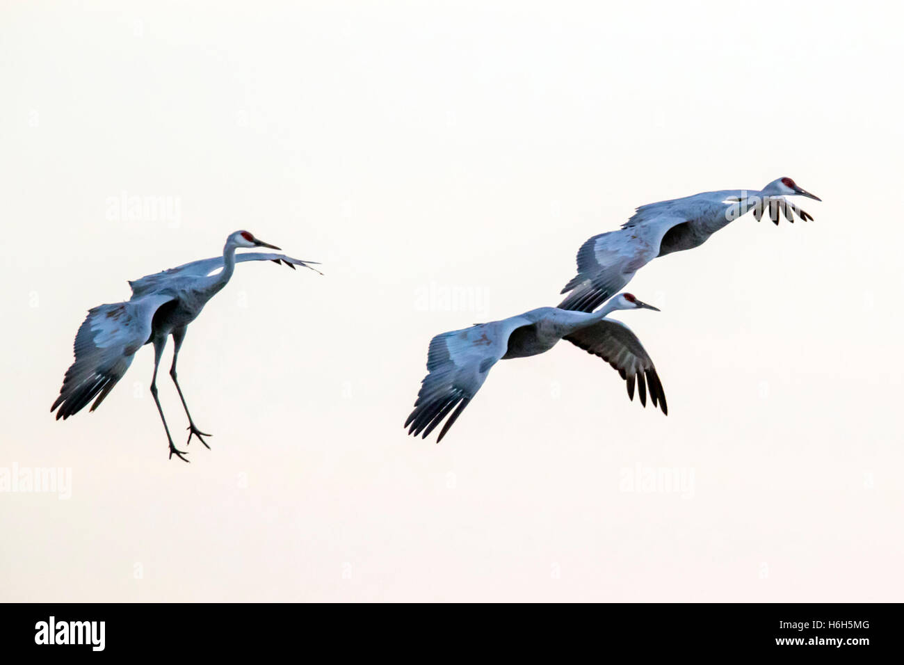 Sandhill Cranes in flight at sunset, Monte Vista National Wildlife Refuge, Colorado, USA Stock Photo