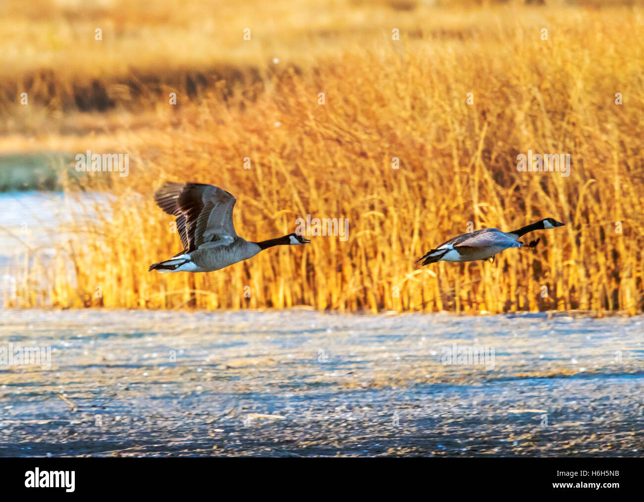 Canadian Geese in flight at sunrise, Monte Vista National Wildlife Refuge, Colorado, USA Stock Photo