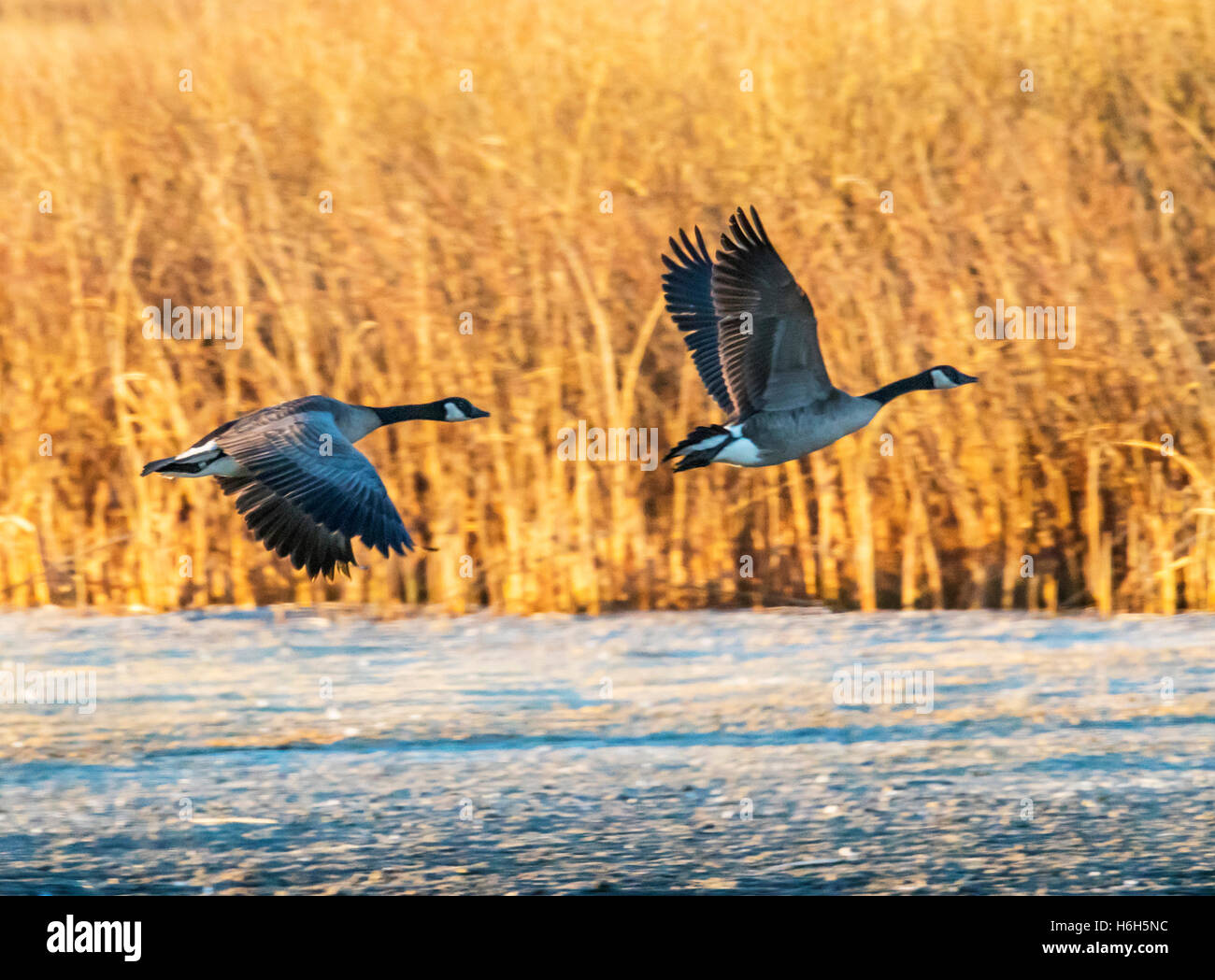 Canadian Geese in flight at sunrise, Monte Vista National Wildlife Refuge, Colorado, USA Stock Photo