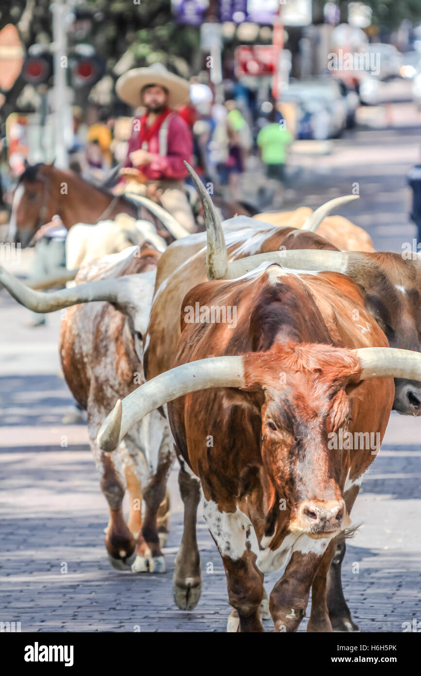 Long Horn Cattle Drive Stock Photo