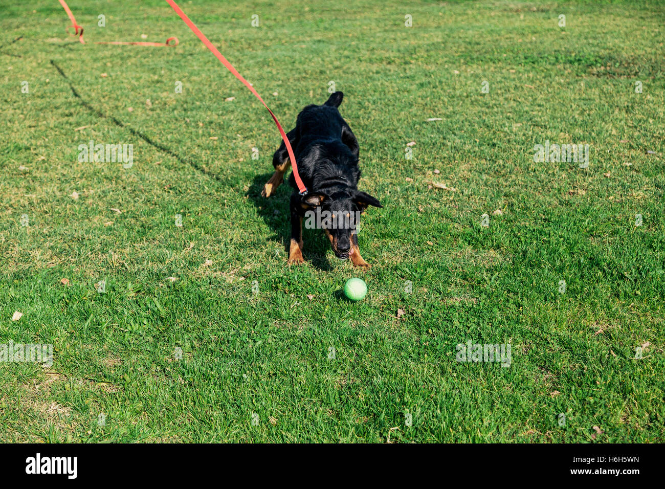 Beauceron with Australian Shepherd dog running after a tennis ball in the park on a sunny day. Stock Photo