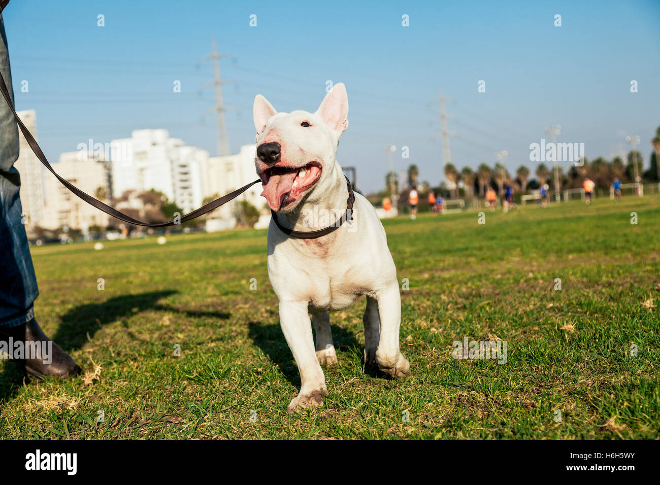 A happy Bull Terrier dog happy with its human on a sunny day at the park. Stock Photo