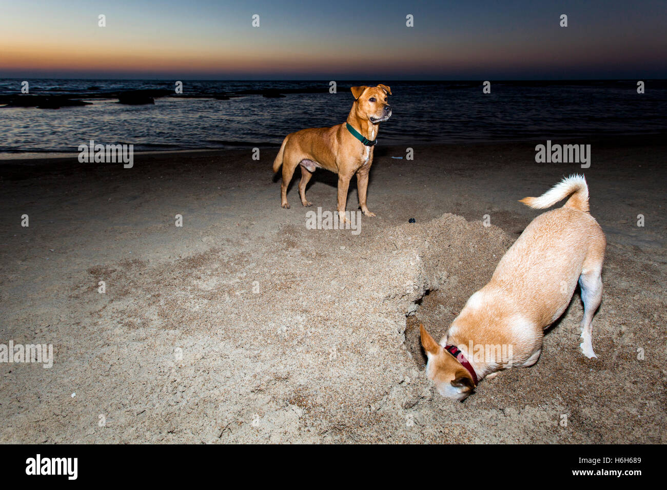 What Does A Dog Digging Mean