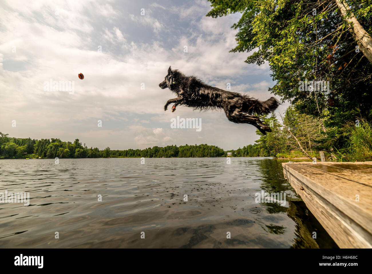 Black dog jumping into lake after ball Stock Photo