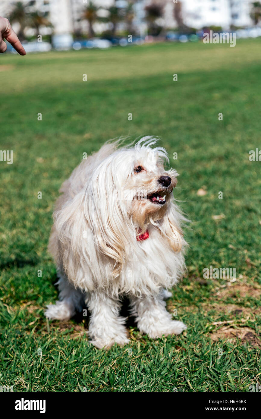 Portrait of a Toy Poodle dog sitting in an urban park Stock Photo - Alamy