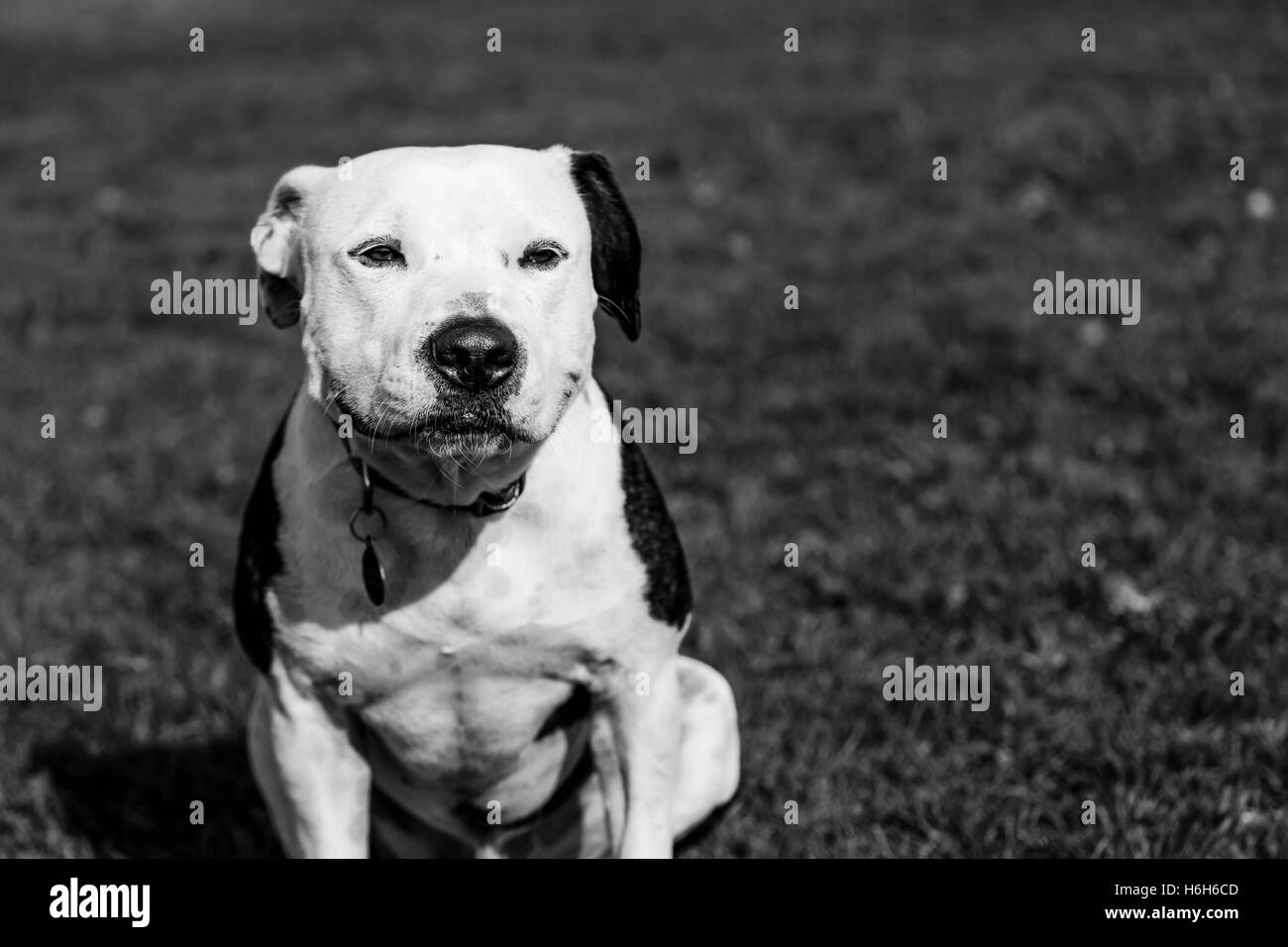 An adorable Pit Bull dog sitting on the park's lawn on a sunny day. Stock Photo