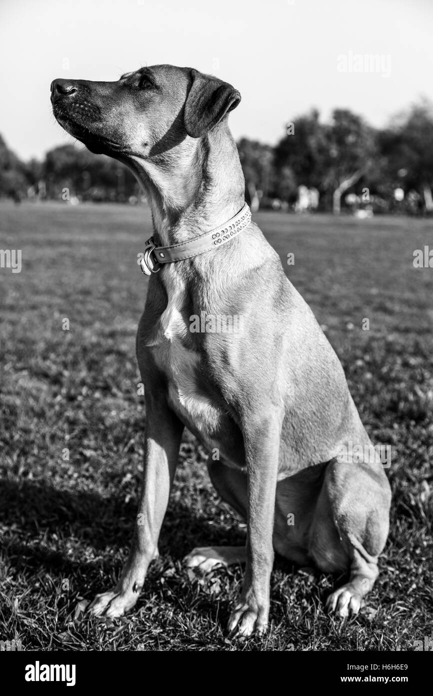 Portrait of a mixed breed dog sitting in a park. Stock Photo