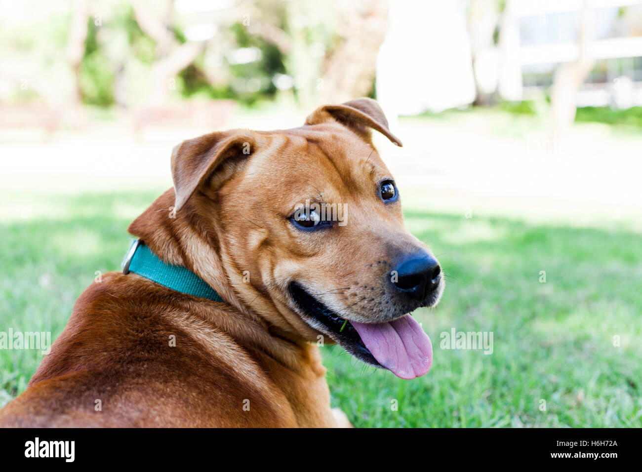 Portrait of a mixed race dog smiling in the park on a sunny day Stock Photo Alamy