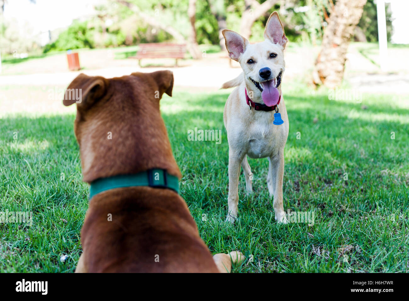 Portrait of a mixed race dog smiling in the park on a sunny day Stock Photo Alamy