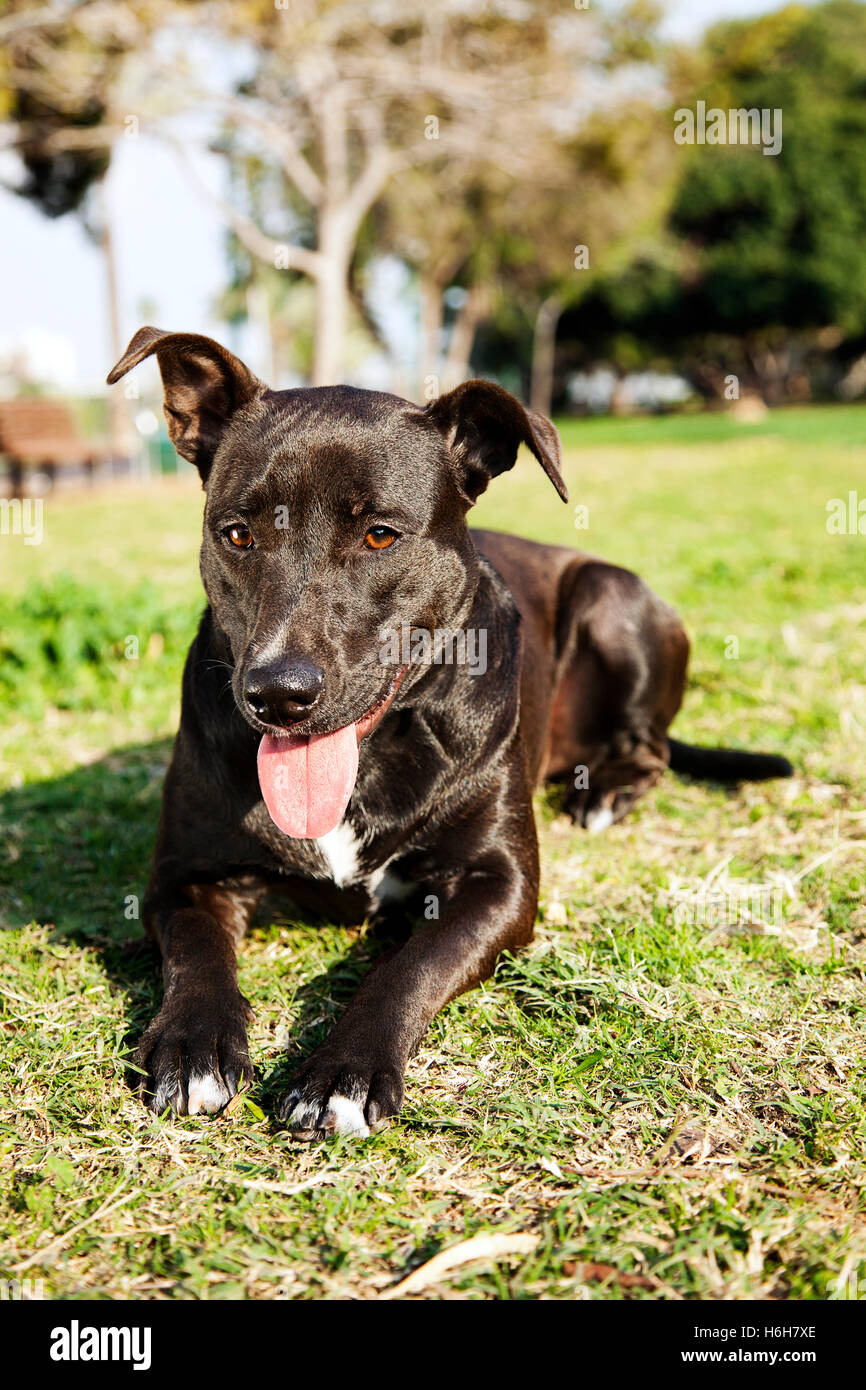 Portrait of a mixed Pitbull dog, sitting on the grass at the park on a