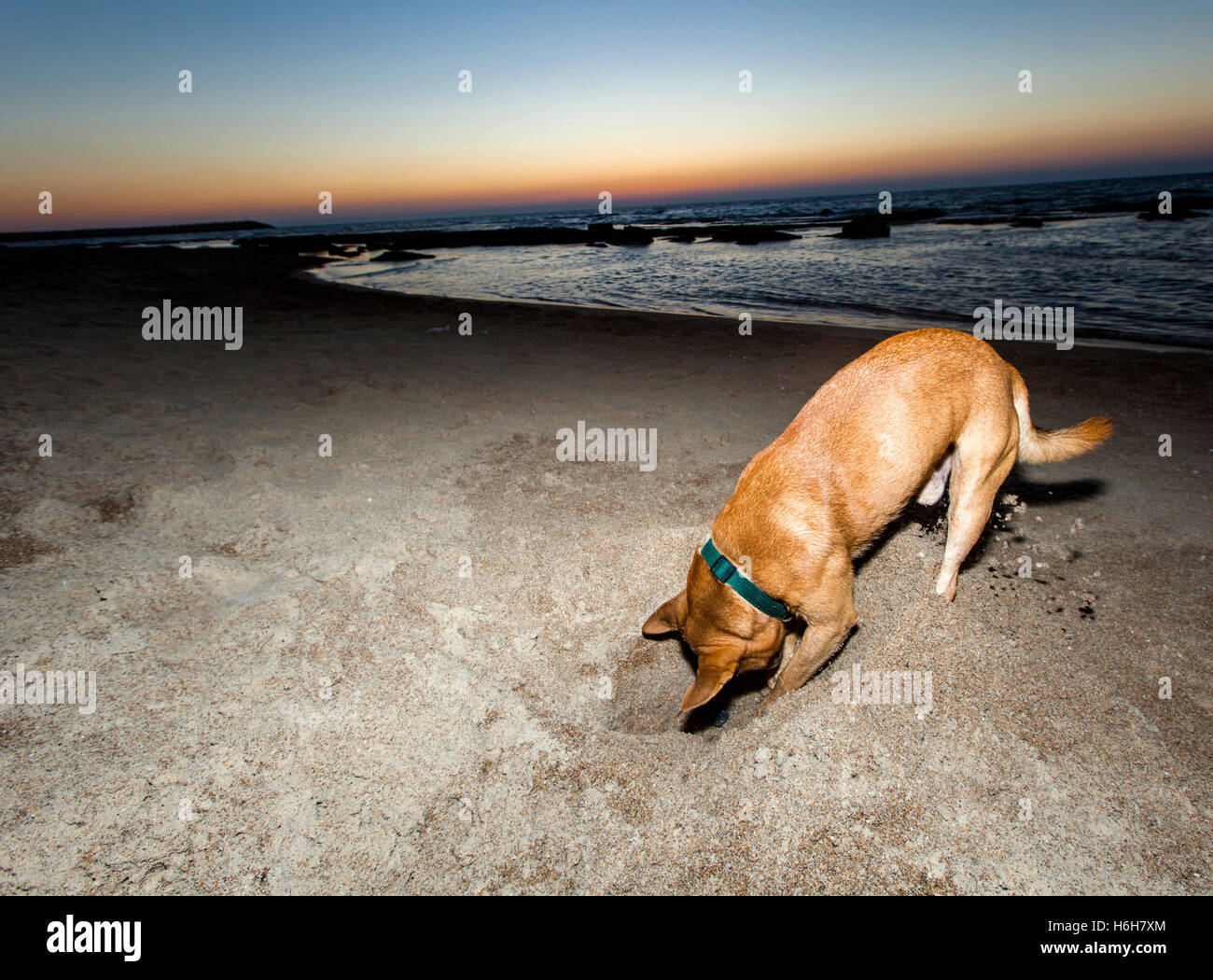 Two dogs digging in the sand on the beach at dusk Stock Photo Alamy