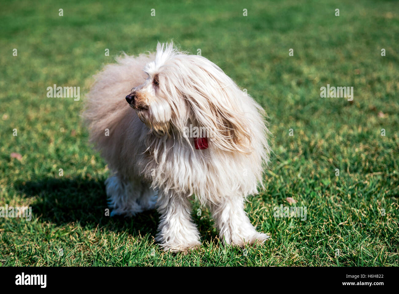 Portrait of a Toy Poodle dog sitting in an urban park Stock Photo - Alamy