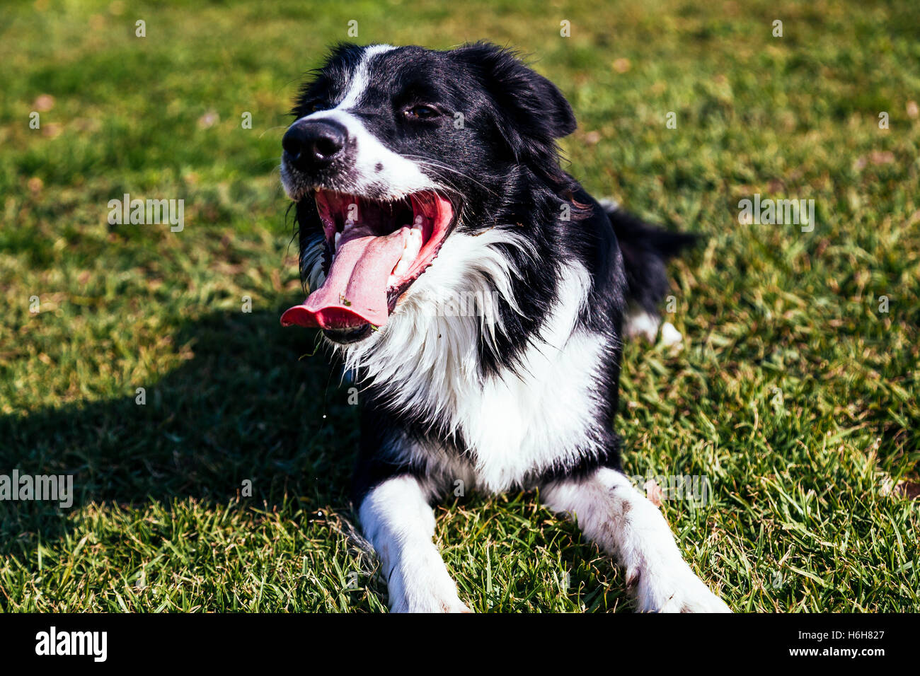 A Border Collie dog portrait, panting heavily while resting on the grass on a sunny day Stock