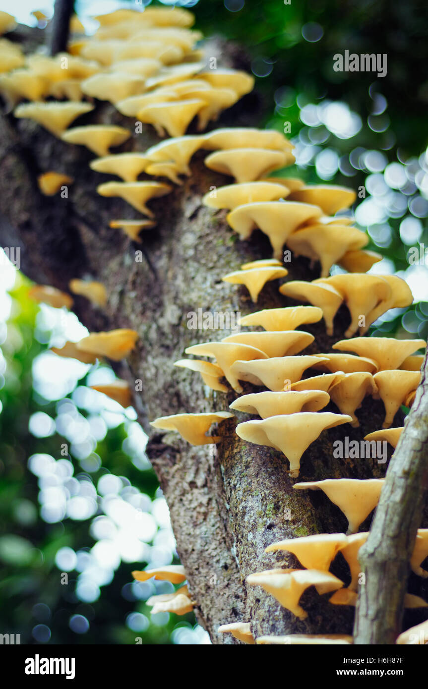 Fungus growing on tree branch in a large group. Close up view looking upwards. Stock Photo