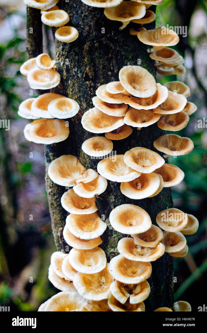 Fungus growing on tree branch in a large group. Close up view looking from above. Stock Photo
