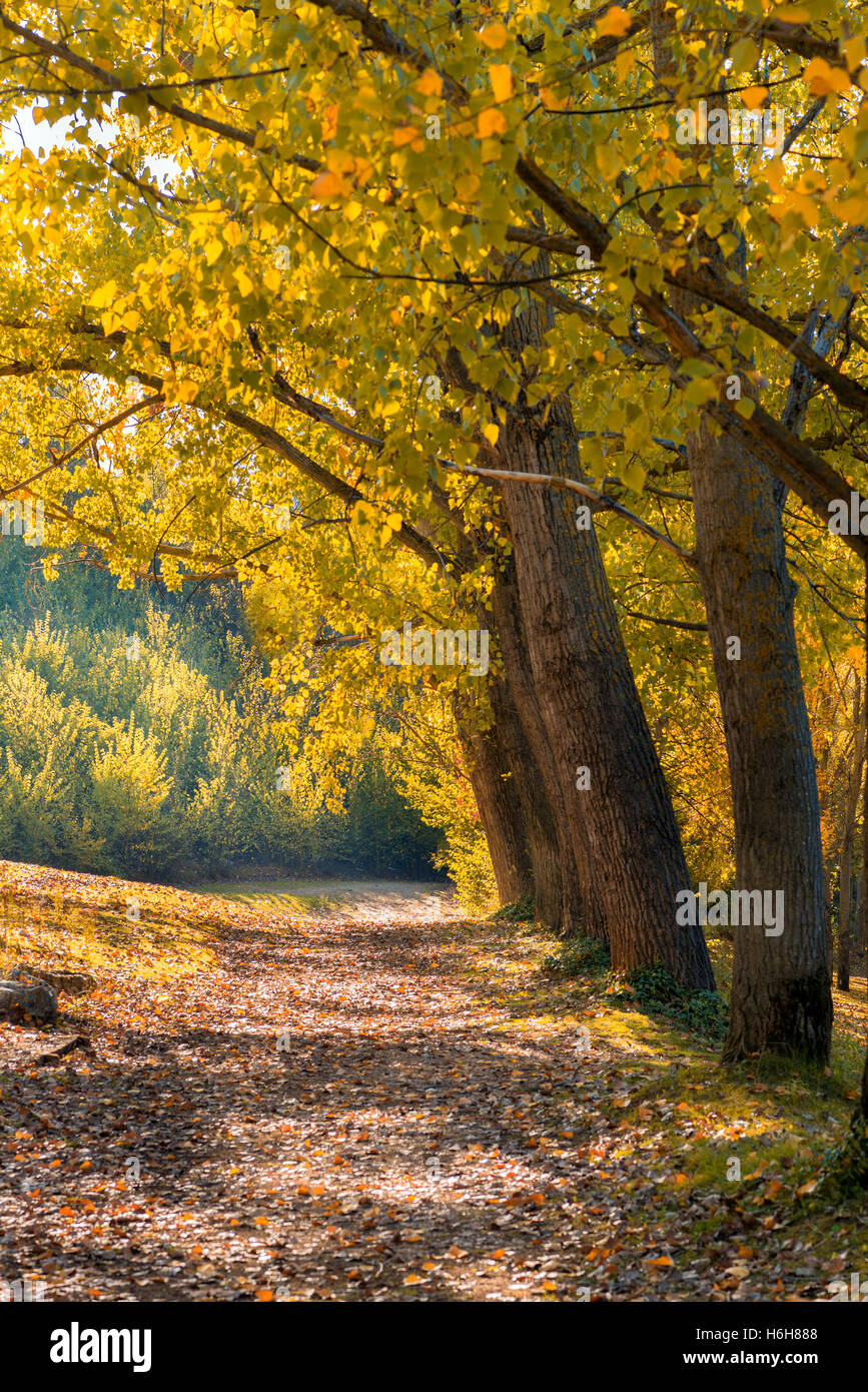 Path in the autumn forest Stock Photo - Alamy