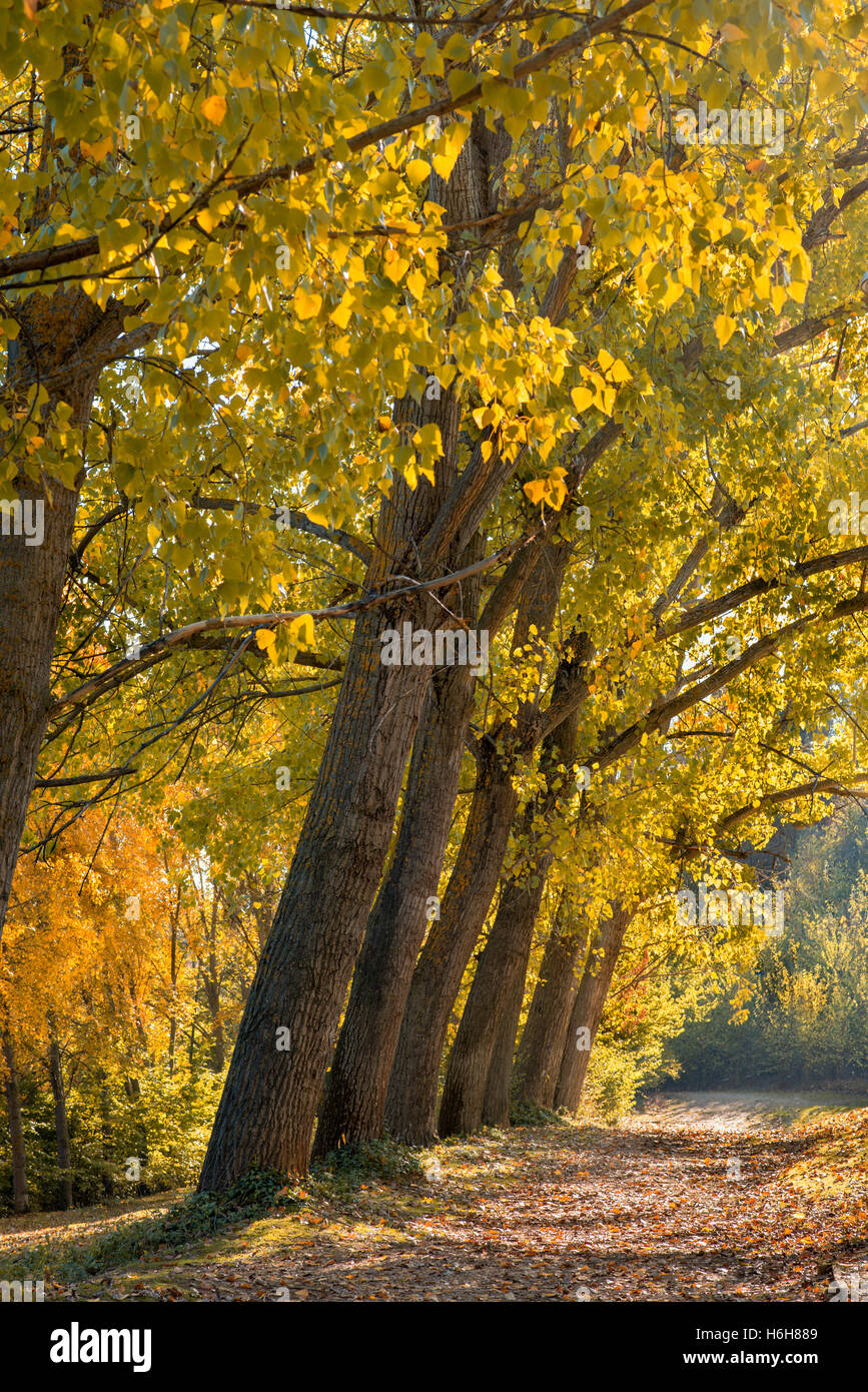 Path in the autumn forest Stock Photo - Alamy