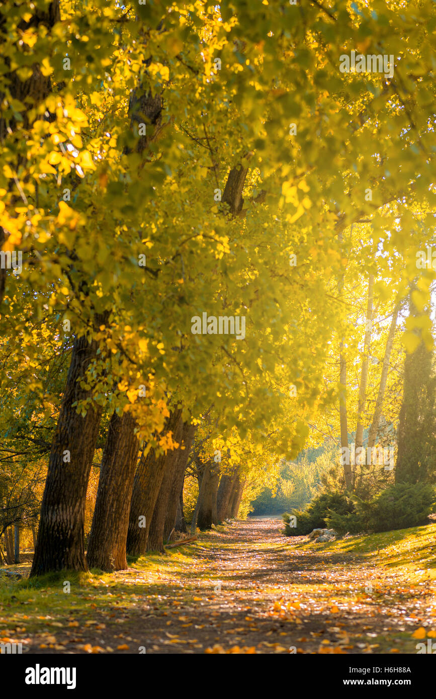 Path in the autumn forest Stock Photo - Alamy