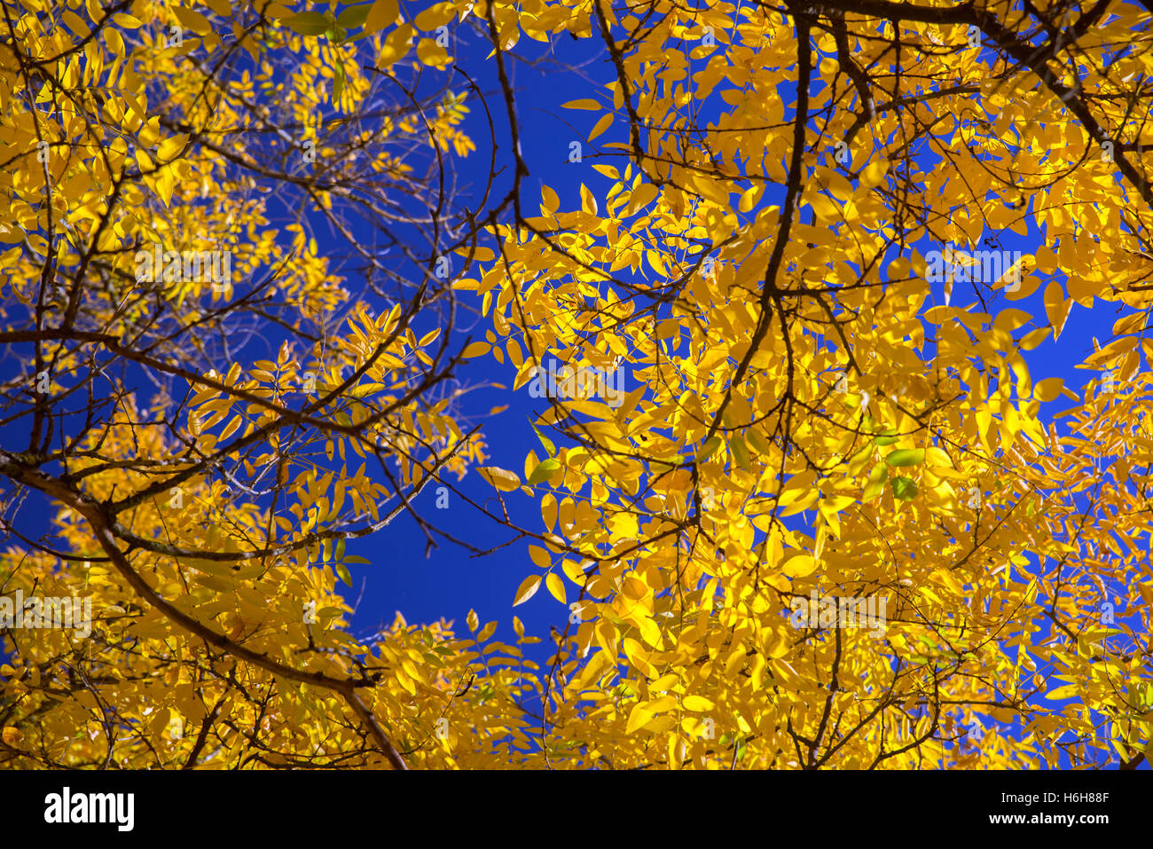 yellow leaves against a blue sky on an autumn morning Stock Photo - Alamy
