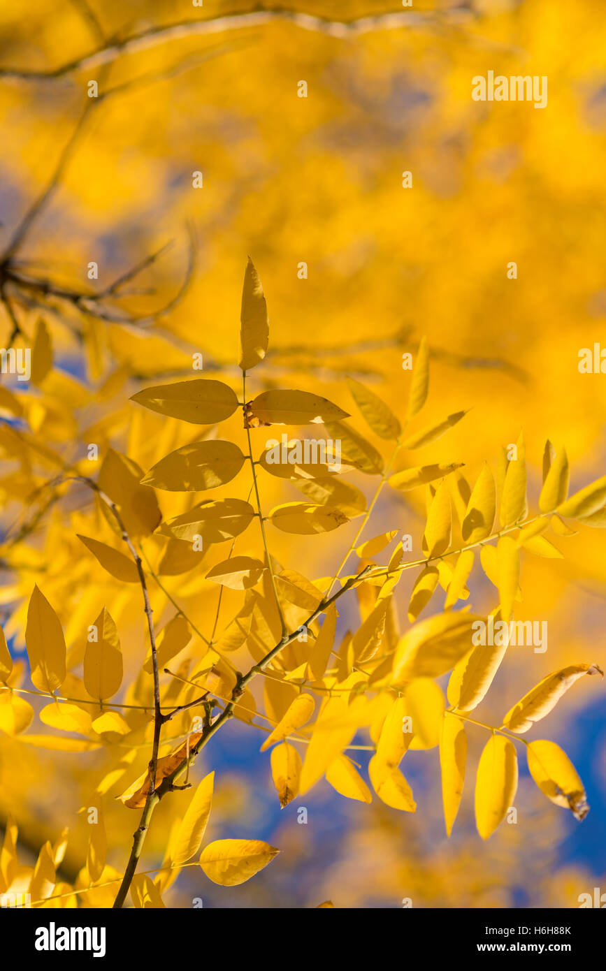 yellow leaves against a blue sky on an autumn morning Stock Photo - Alamy