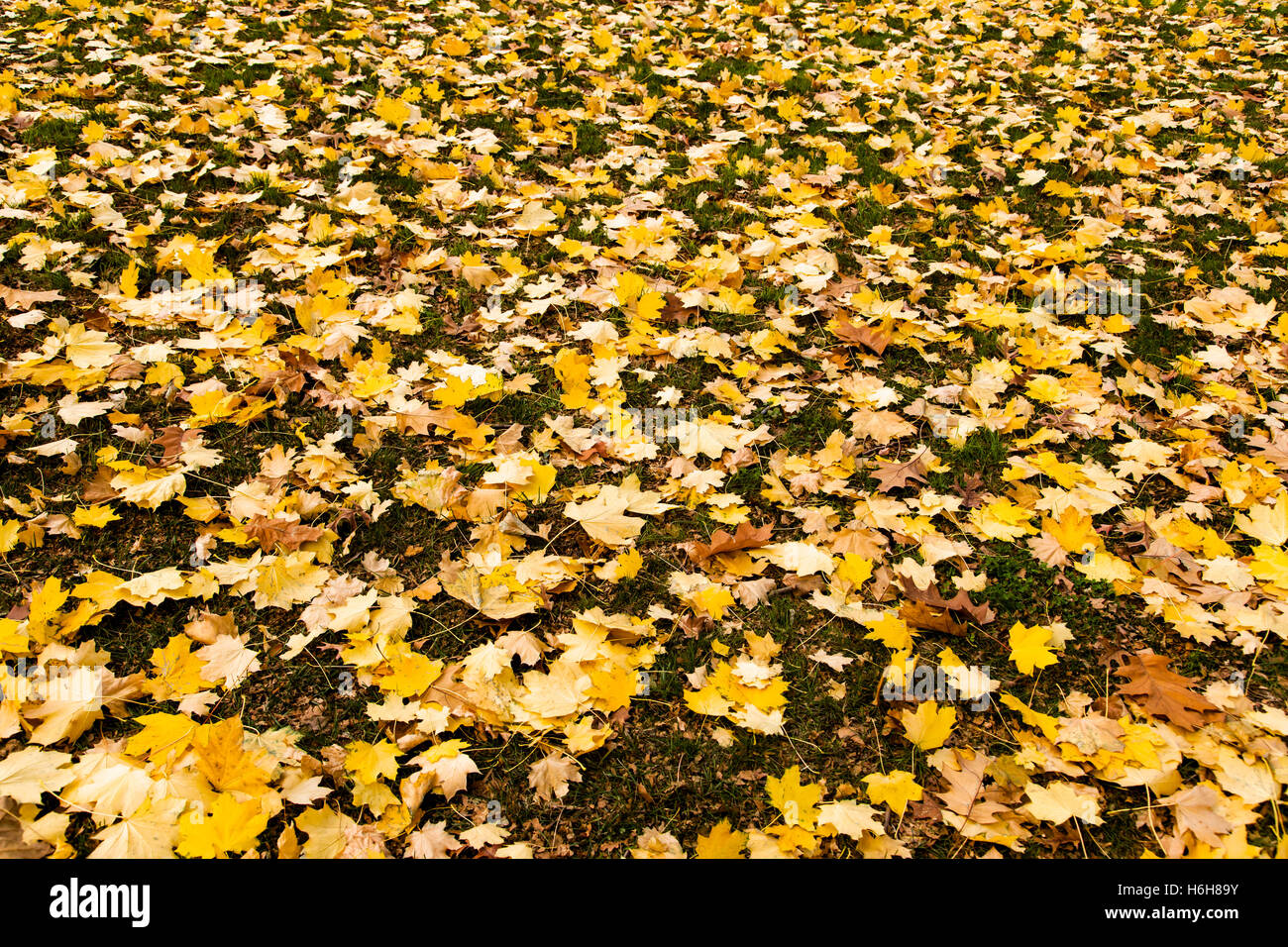 Fallen yellow leaves on the lawn Stock Photo - Alamy