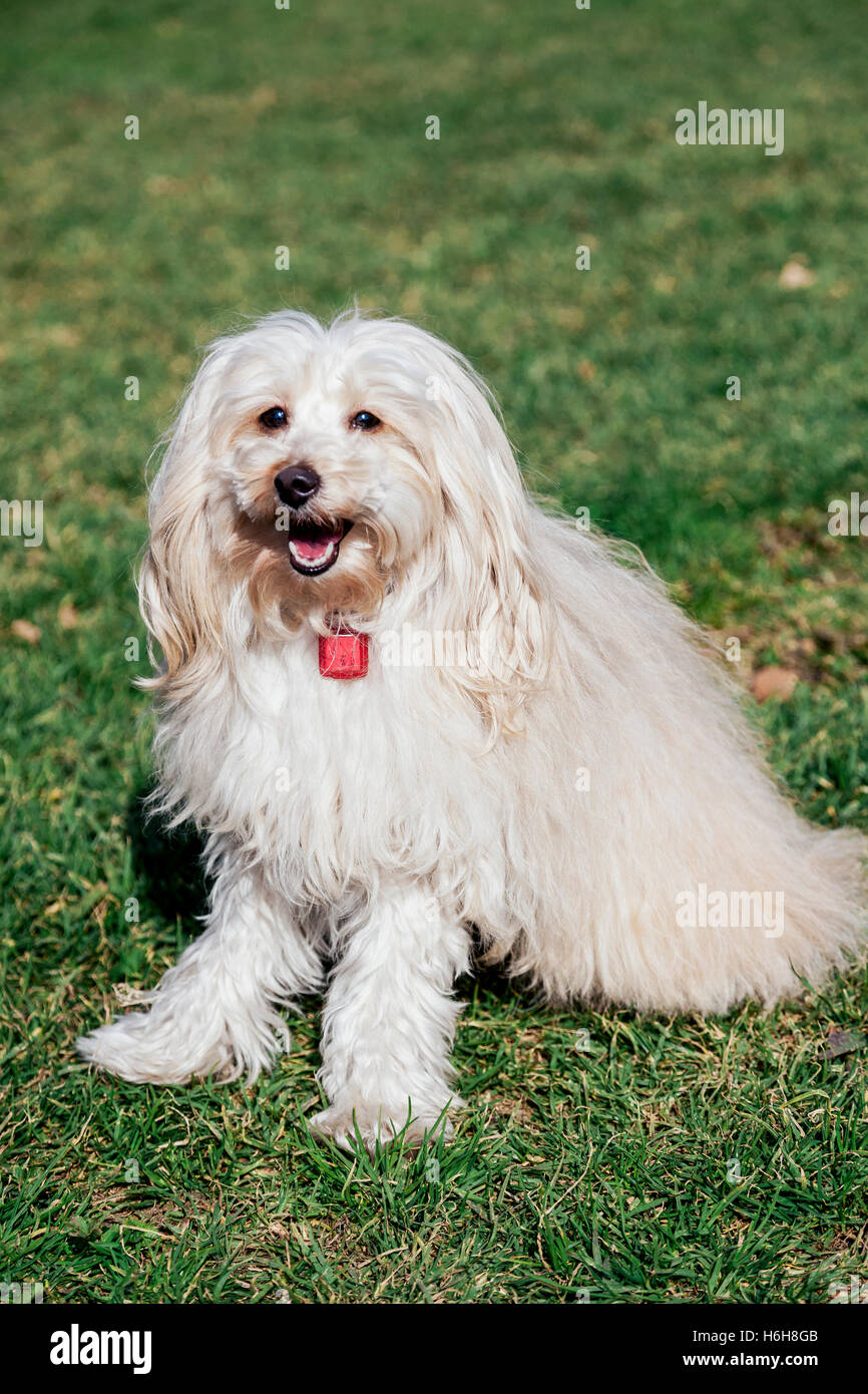 Portrait of a Toy Poodle dog sitting in an urban park Stock Photo - Alamy