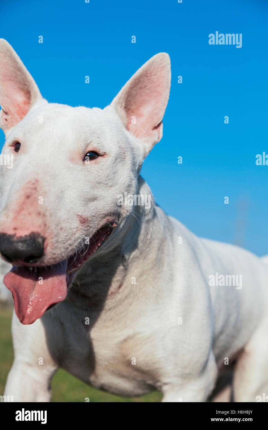 Portrait of a white Bull Terrier dog, looking very happy on the lawn of an urban park on a sunny day. Stock Photo