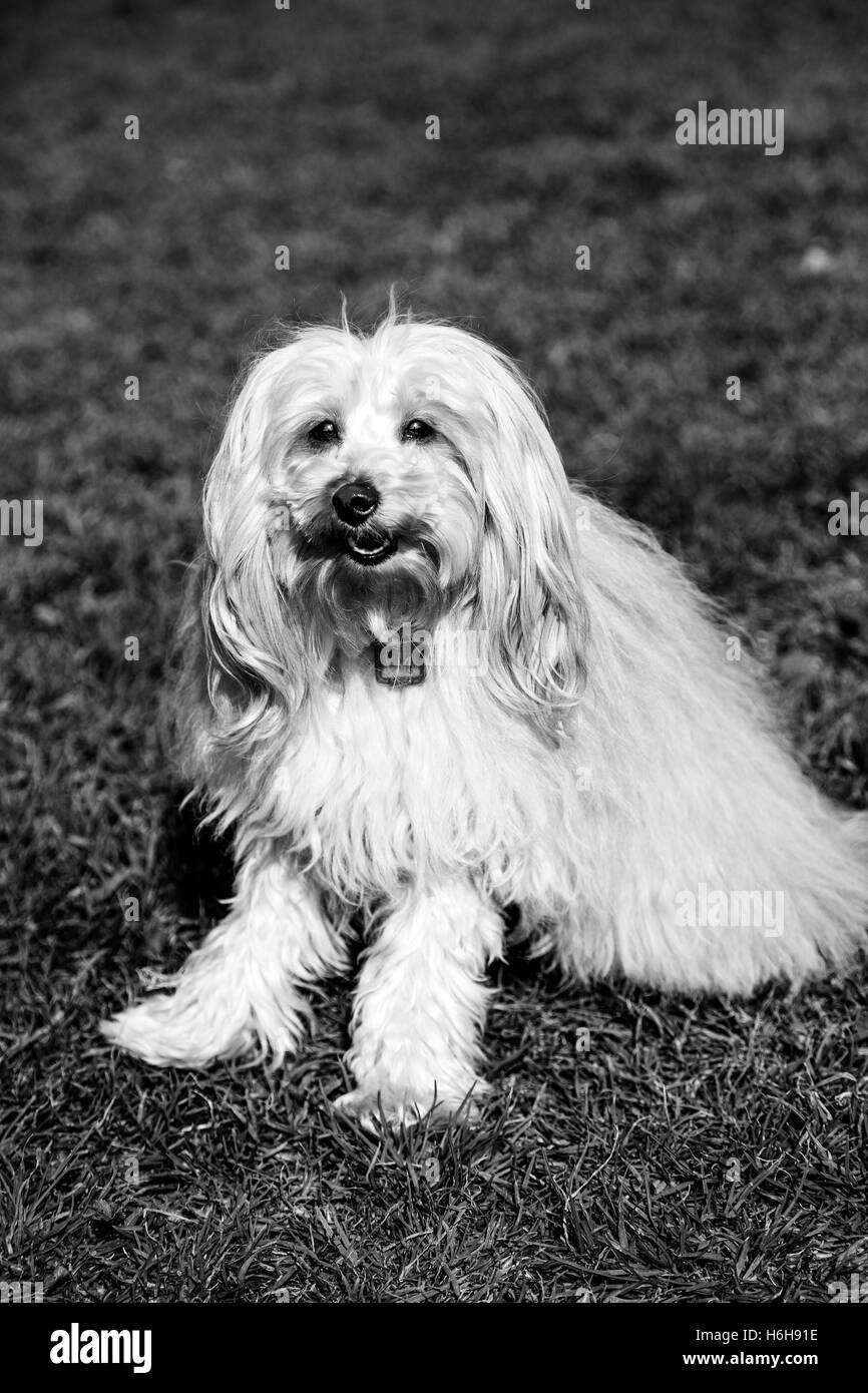 Portrait of a Toy Poodle dog sitting in an urban park Stock Photo - Alamy