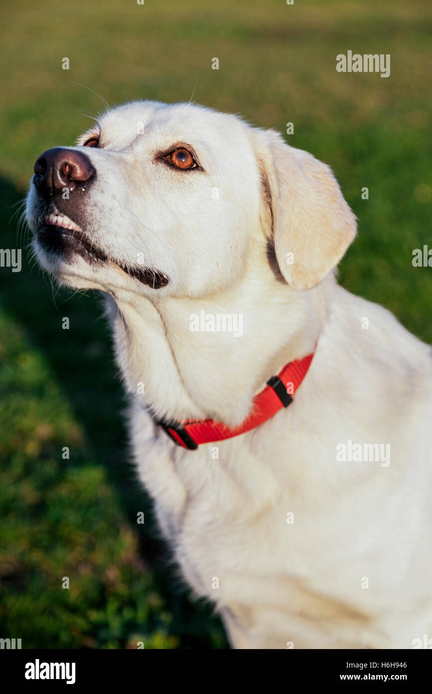 Curated visual reference: Visual Reference: Portrait Of A White Female Mixed Labrador Sitting On The