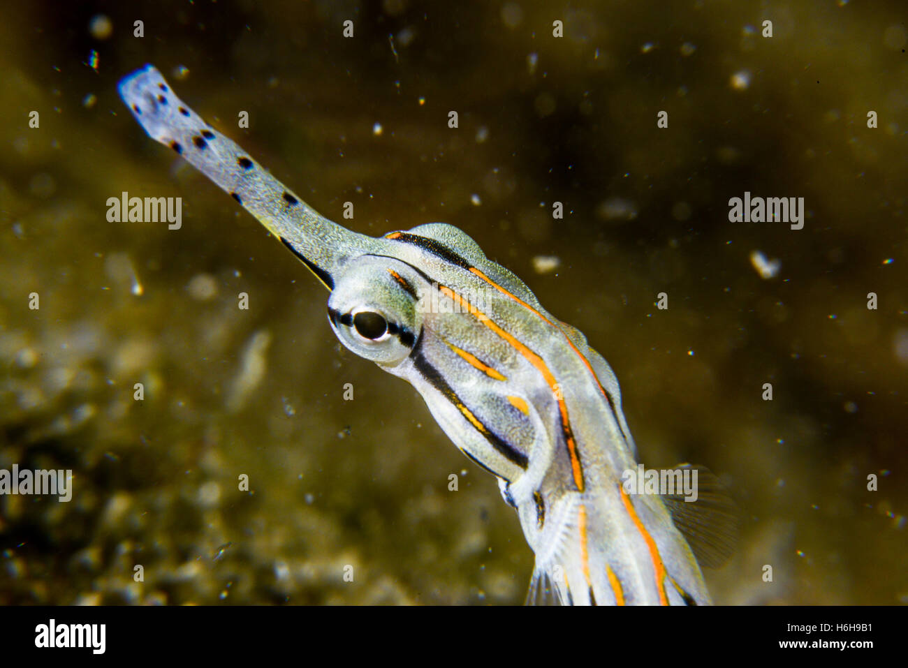 Bay pipefish hires stock photography and images Alamy