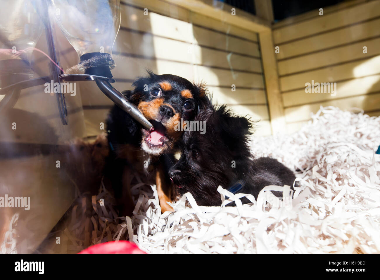 Pet store puppies hires stock photography and images Alamy