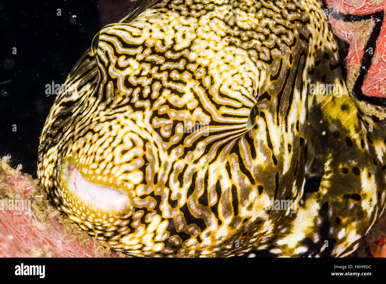 Balloon pufferfish hires stock photography and images Alamy