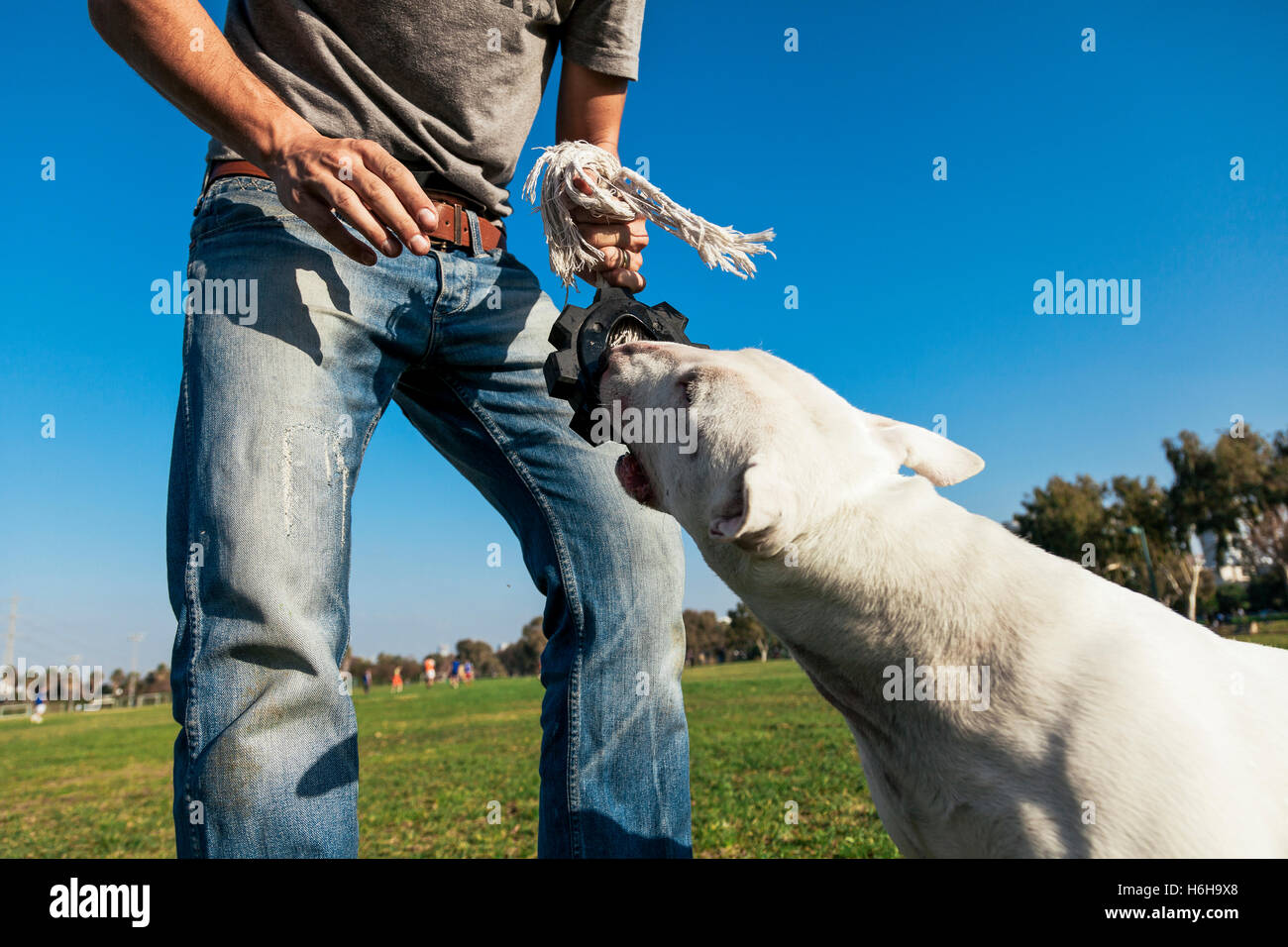 Bull Terrier dog playing tug of war with his human on a sunny day at ...