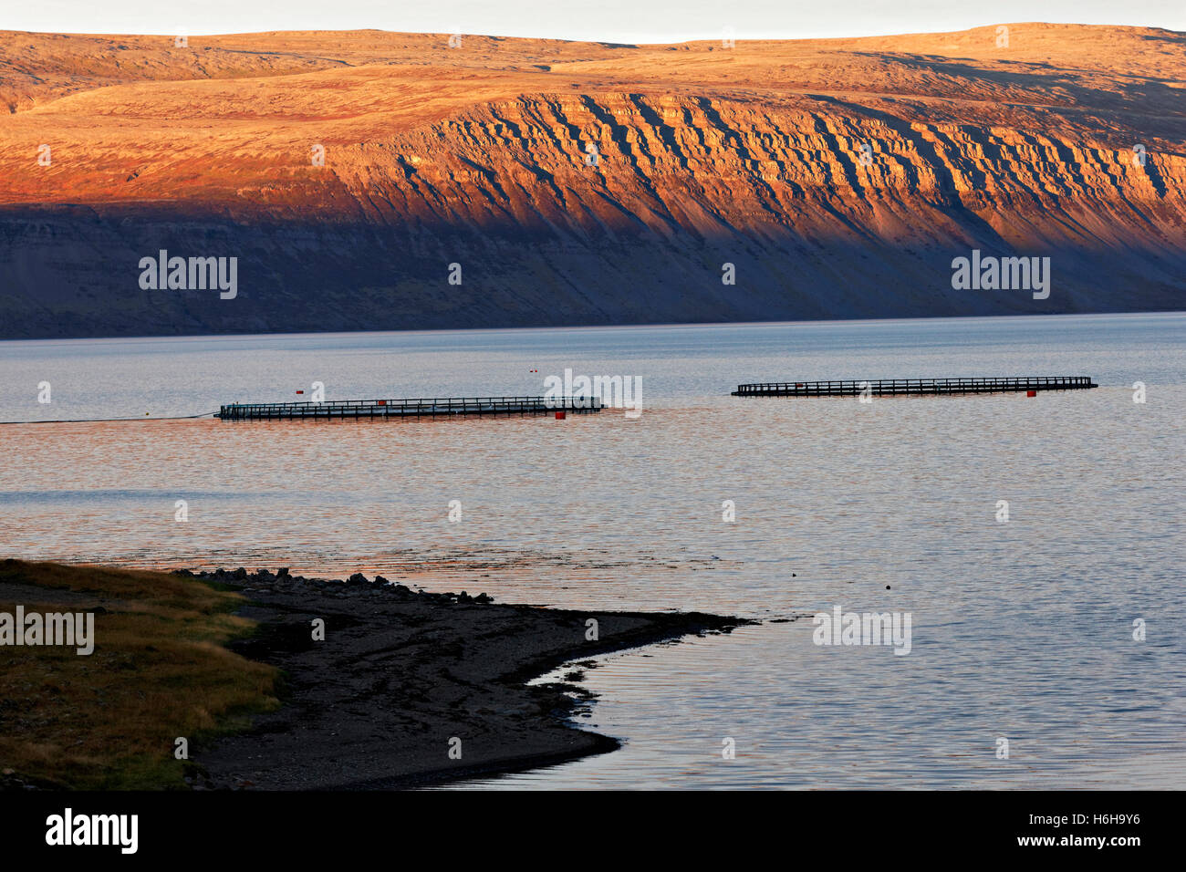 Fish farming nets  in Fjord landscape, Westfjords, Iceland, North Atlantic, Europe Stock Photo