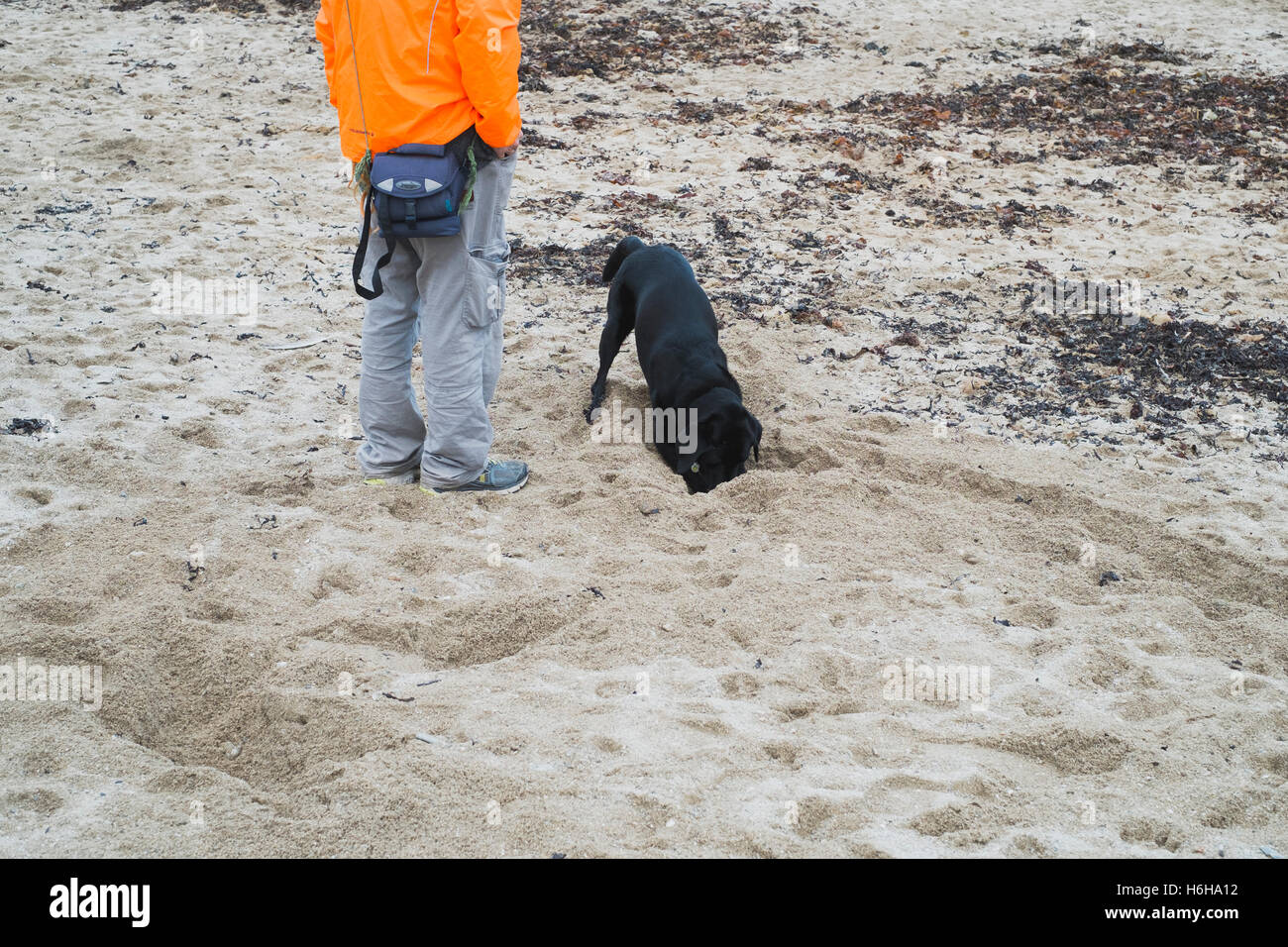 Man waiting whilst his black Labrador dog digs on Gyllyngvase Beach, Falmouth, Cornwall where dogs are only allowed in winter Stock Photo