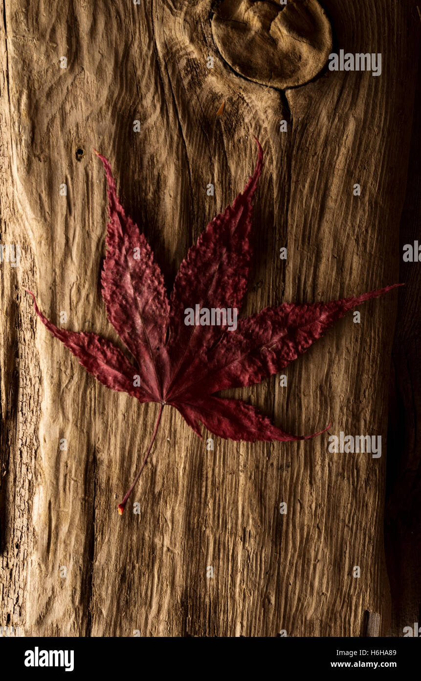 Arrangement of autumn leaves on rustic wood Stock Photo