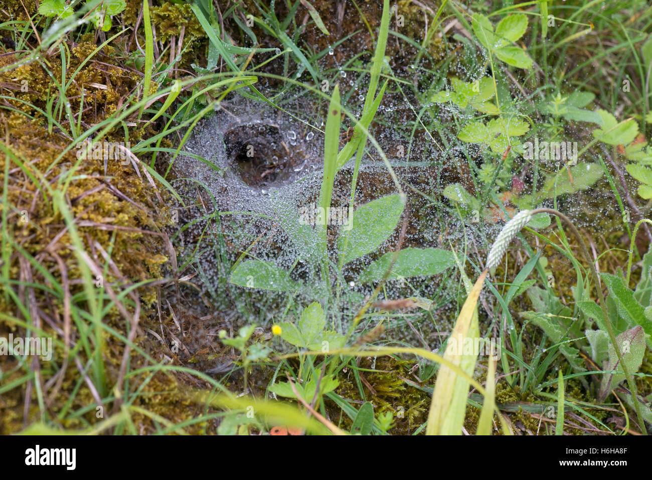 Web of a labarynth spider, Agelena labarynthica, in a chalk pit with droplets of rain, Hampshire, May Stock Photo