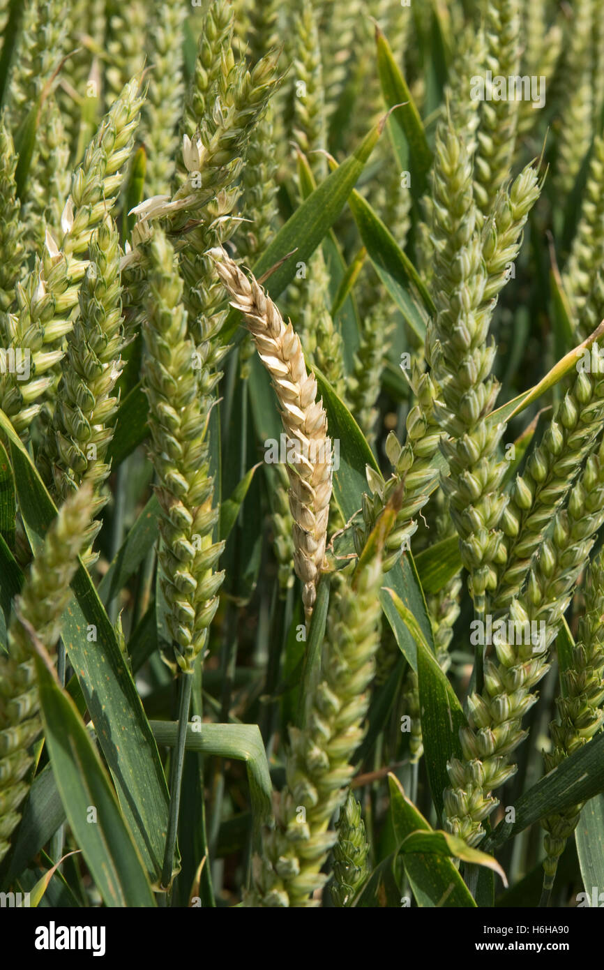 A whitehead or blank ear of winter wheat caused by a disease such as Fusarium or Take-all, July Stock Photo