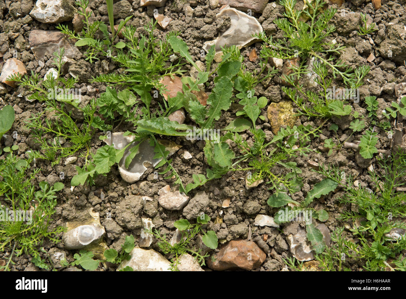 Mixed annual arable broad-leaved weed seedlings and young plants on stony seedbed, July Stock Photo
