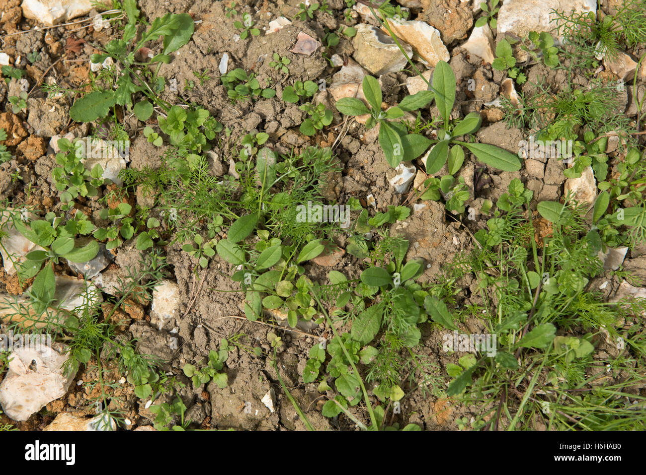 Mixed annual arable broad-leaved weed seedlings and young plants on stony seedbed, July Stock Photo