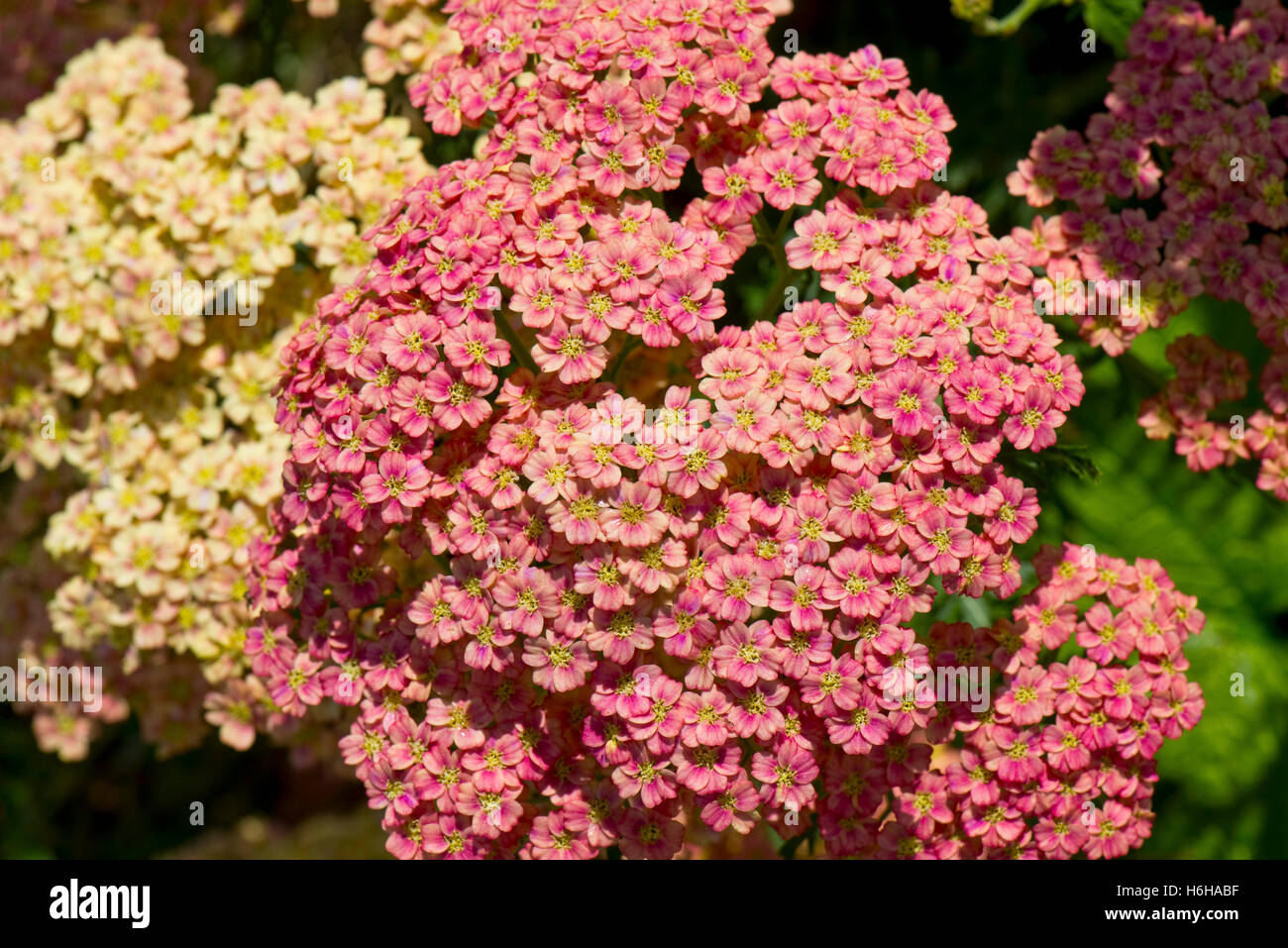 Garden ornamental Achillea flowers in pink and yellow, July Stock Photo