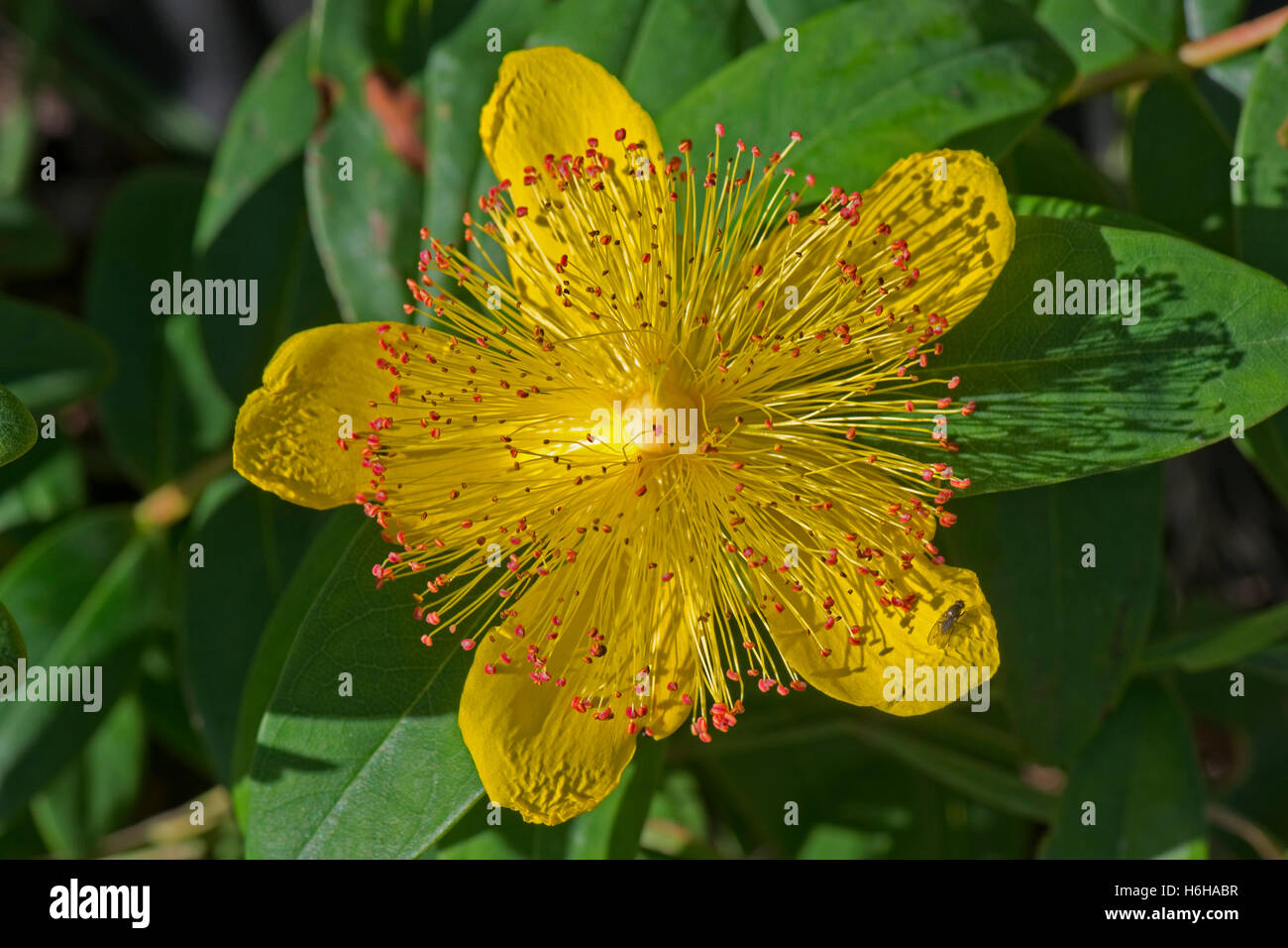 Flower of rose of Sharon, Hypericum calycinum, with yellow flower and numerous stamens with red anthers Stock Photo