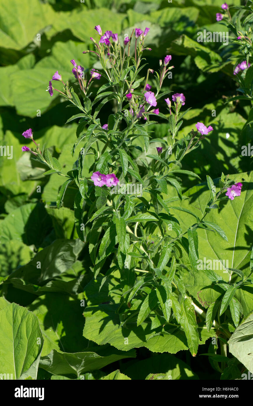 Greater willowherb, Epilobium hirsutum, flowering on the canal bank among butterbur leaves, July Stock Photo