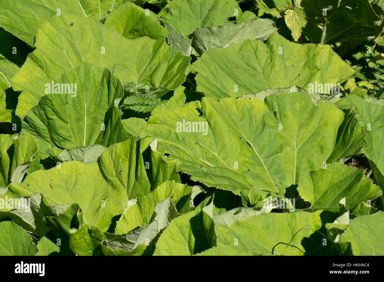 Large leaves of butterbur in summer, Petasites hybridus, on the canal bank at Hungerford, July Stock Photo
