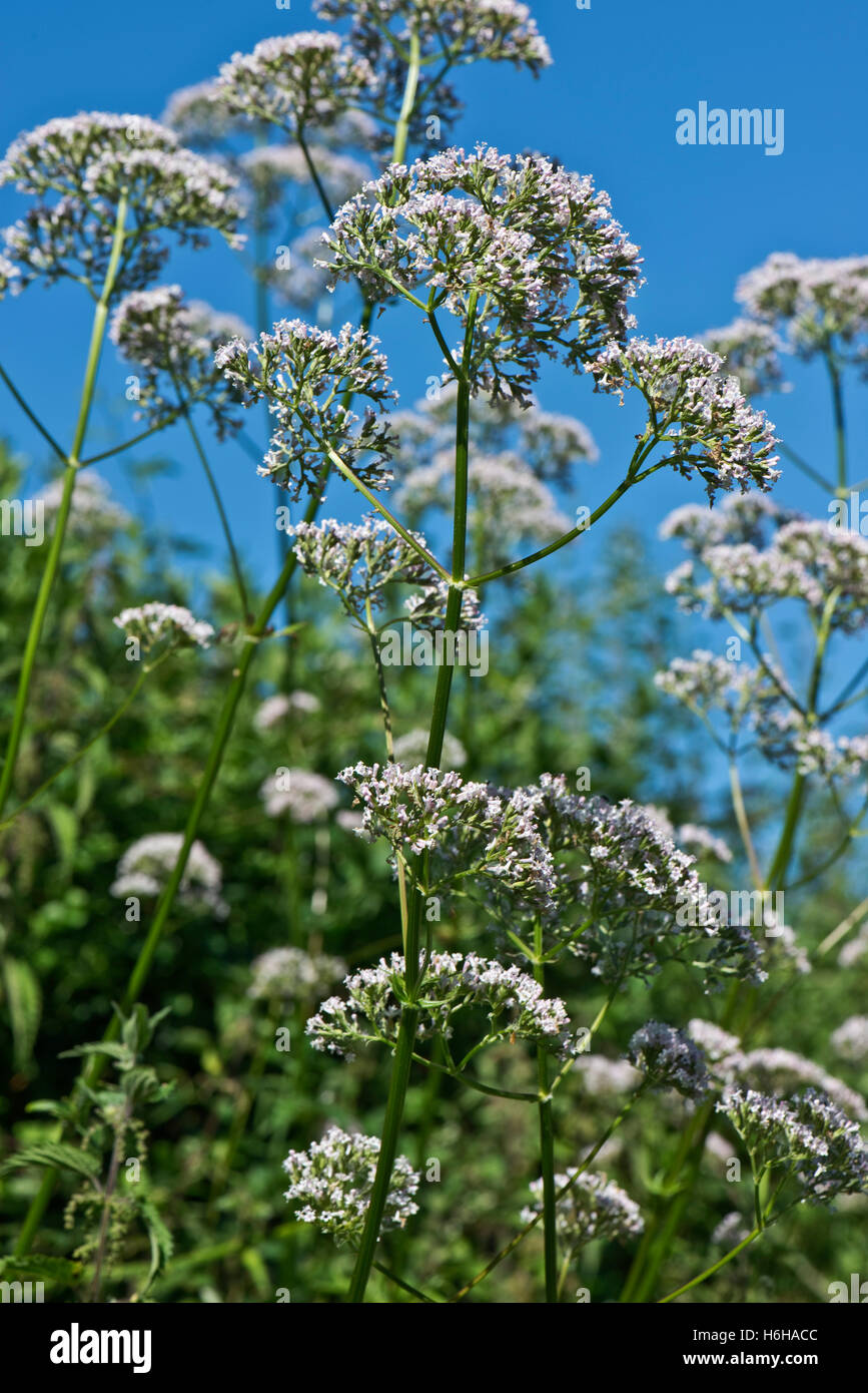 Common valerian, Valeriana officinalis, flowering beside the Kennet and Avon Canal, July Stock Photo