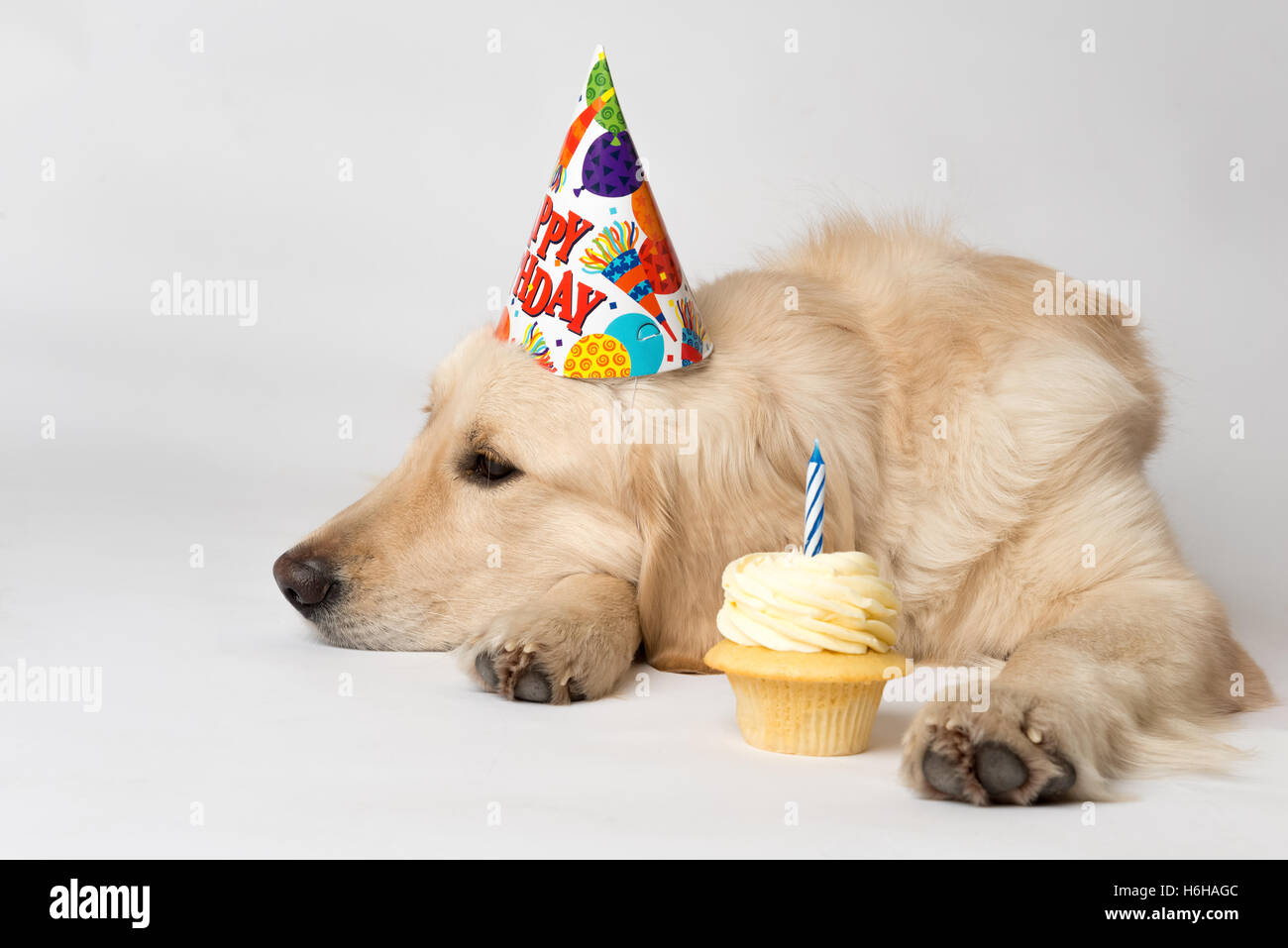 Birthday dog with party hat and cupcake seems unimpressed by his party. Shot on white. Dog is English Golden Retriever. Stock Photo