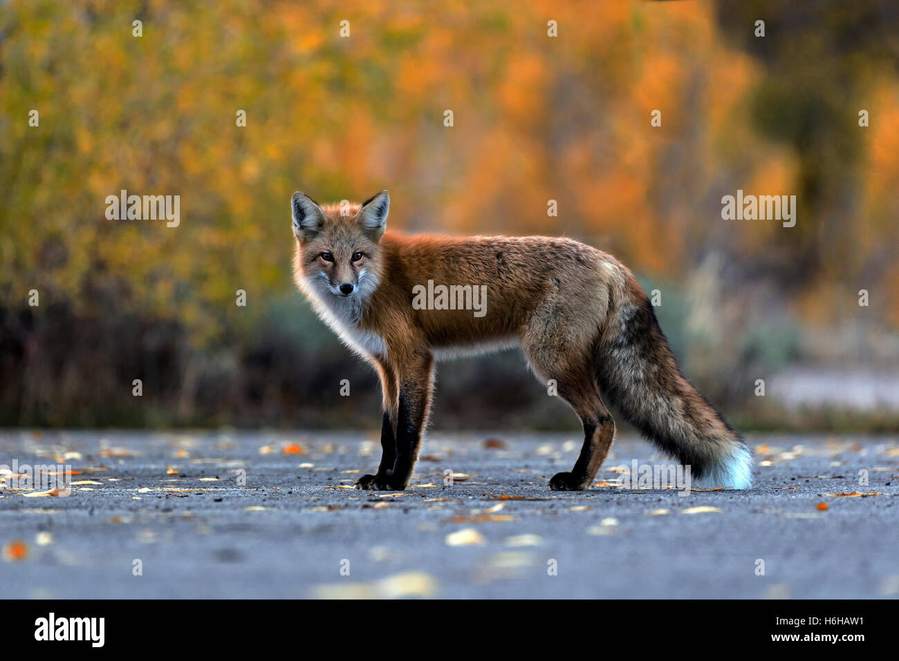 Yellowstone NP, Wyoming, Red Fox, Vulpes vulpes Stock Photo - Alamy
