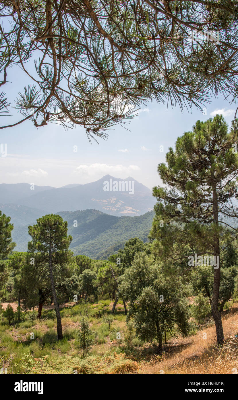 Pine trees forest mountain hi-res stock photography and images - Alamy