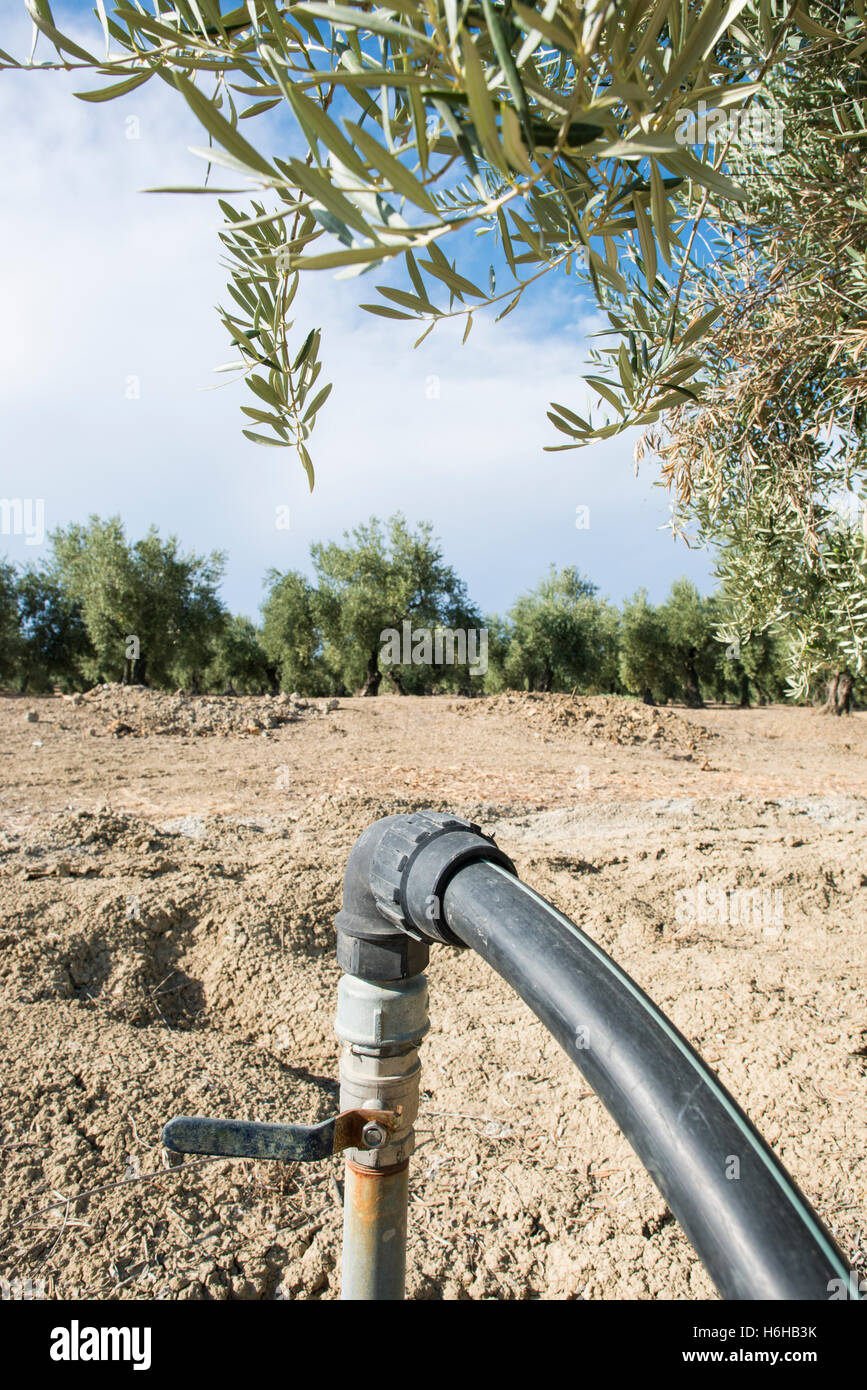 Olive trees and irrigation systems Stock Photo Alamy
